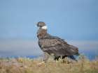 Andean condor, immature female in Patagonia. South America, Chile, Magallanes. Art Print